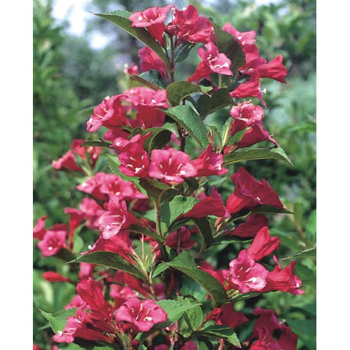 Weigela florida 'Bristol Ruby'