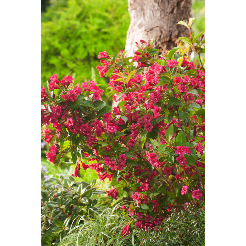 Weigela florida 'Bristol Ruby'