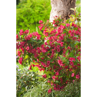 Weigela florida 'Bristol Ruby'