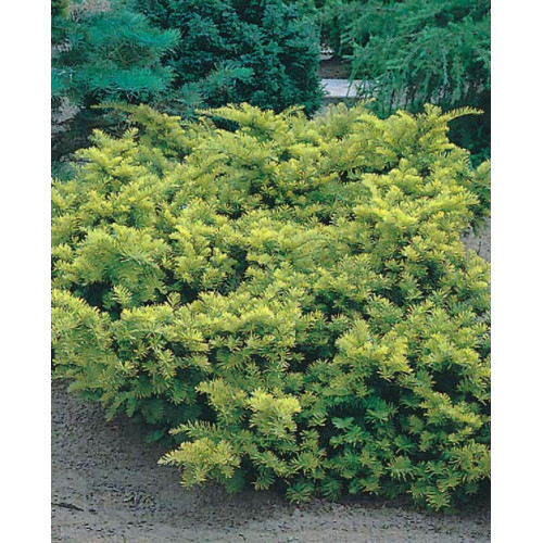 Taxus baccata 'Summergold'