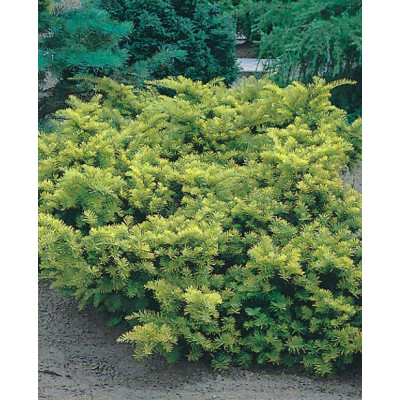Taxus baccata 'Summergold'