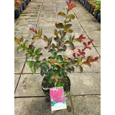 Lagestroemia 'Dynamite'