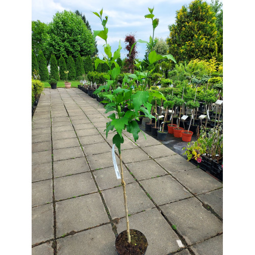 Hibiscus syriacus FIOLETOWY