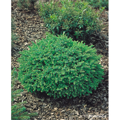 Picea omorika 'Pimoko'