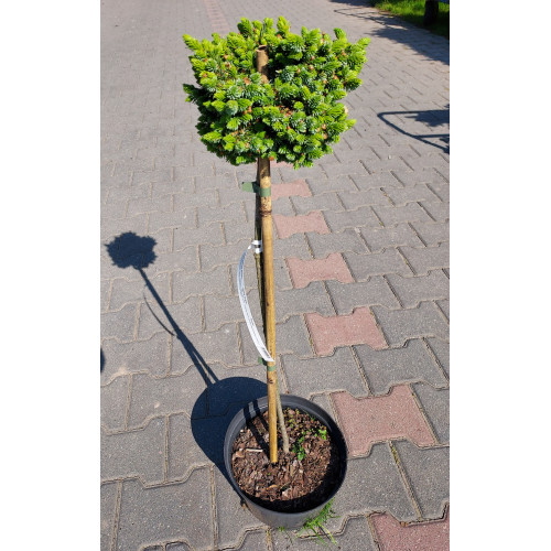 Picea omorika 'Pimoko'