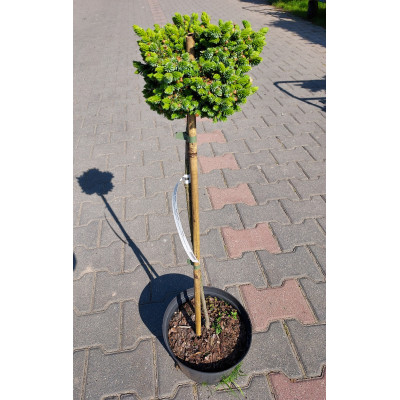 Picea omorika 'Pimoko'