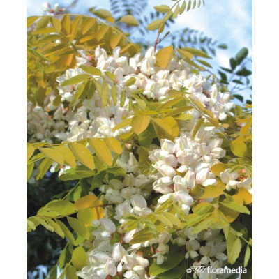 Robinia pseudoacacia 'Frisia'