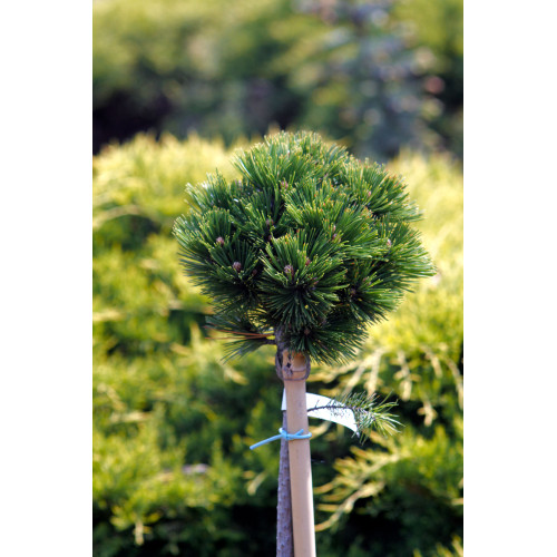 Pinus mugo 'Grune Welle'