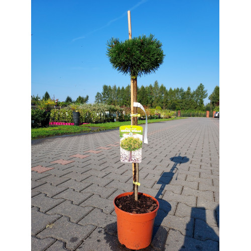Pinus mugo 'Grune Welle'