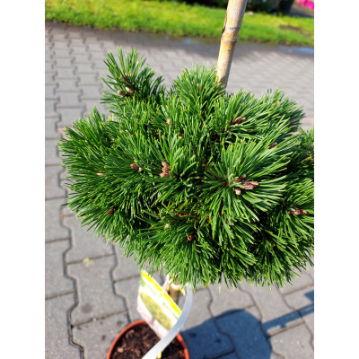 Pinus mugo 'Grune Welle'
