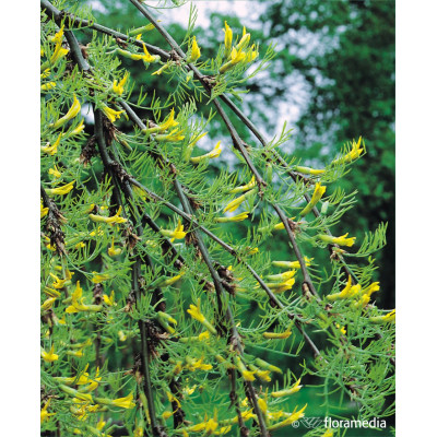 Caragana arborescens 'Lorbergii'