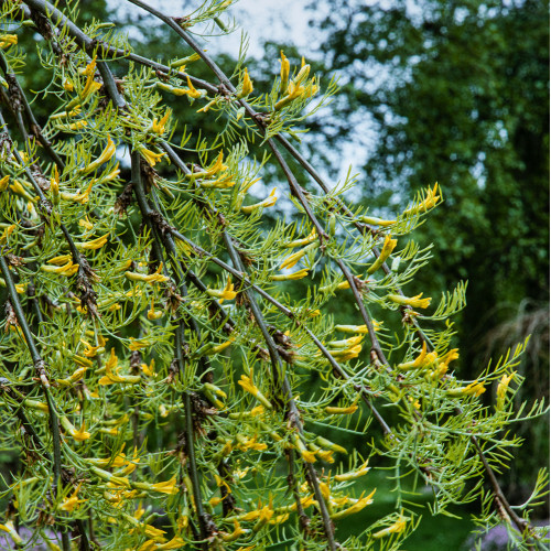 Caragana arborescens 'Lorbergii'