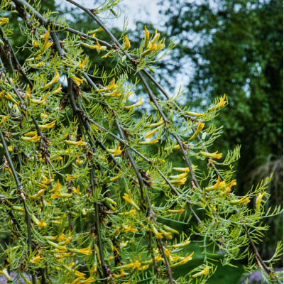 Caragana arborescens 'Lorbergii'