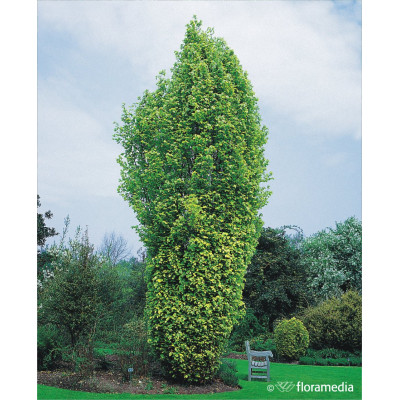 Fagus sylvatica 'Dawyck Gold'