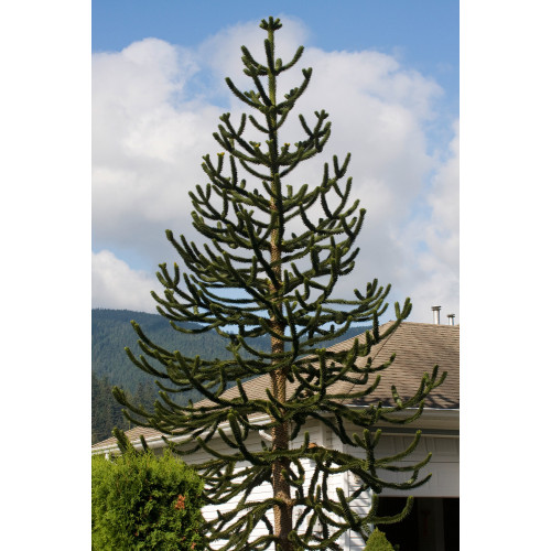 Araucaria 