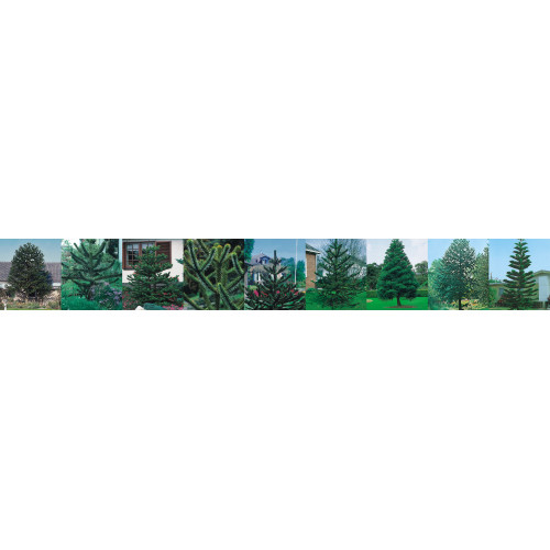 Araucaria 