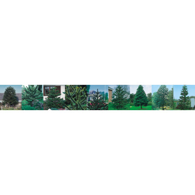Araucaria 