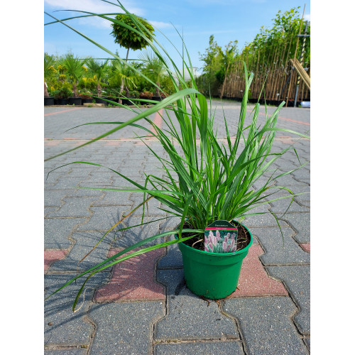 Pennisetum alopecuroides 'Red Head'