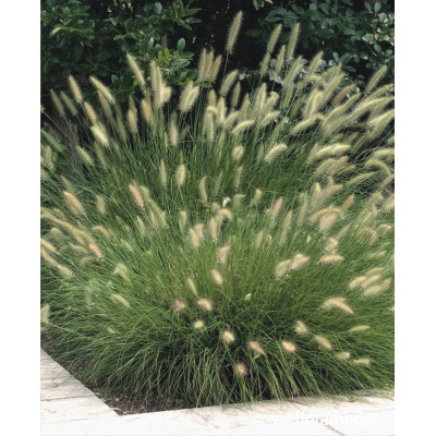 Pennisetum alopecuroides 'Piglet'