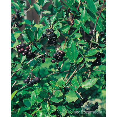 Aronia melanocarpa 'NERO'