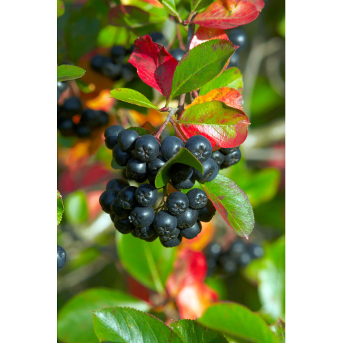 Aronia melanocarpa 'NERO'