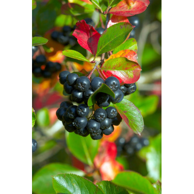 Aronia melanocarpa 'NERO'