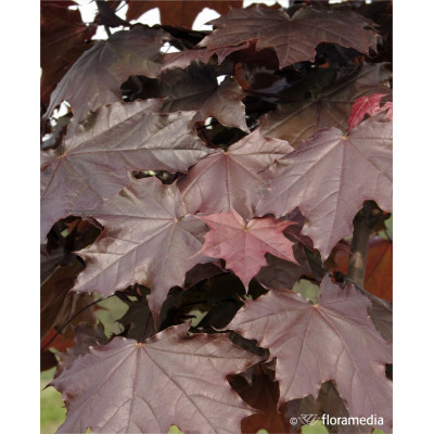 Acer platanoides 'Crimson Sentry'