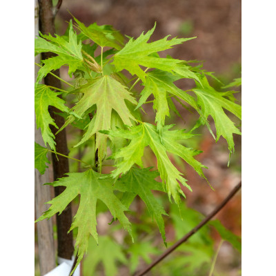 Acer saccharinum 'Born's Gracious'