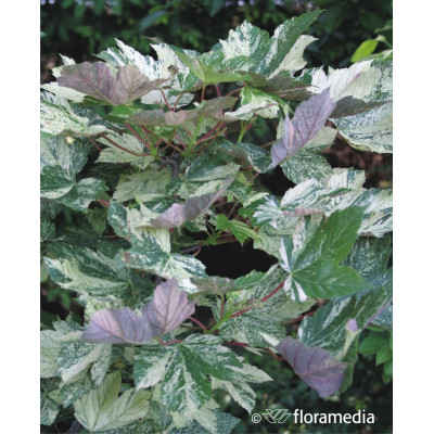 Acer pseudoplatanus 'Simon Louis Freres'