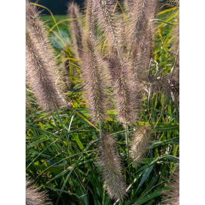 Pennisetum alopecuroides 'Lady U'