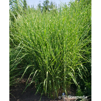 Miscanthus sinensis 'Strictus'