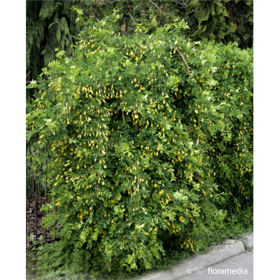 Caragana arborescens 'Pendula'