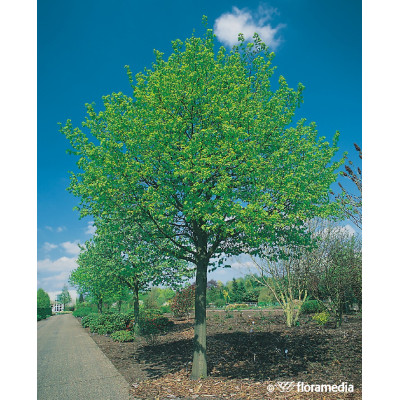Tilia cordata 'Greenspire'
