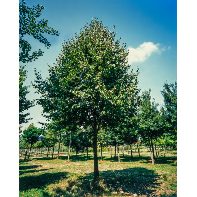 Tilia cordata 'Greenspire'