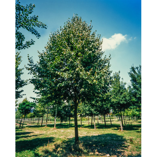 Tilia cordata 'Greenspire'