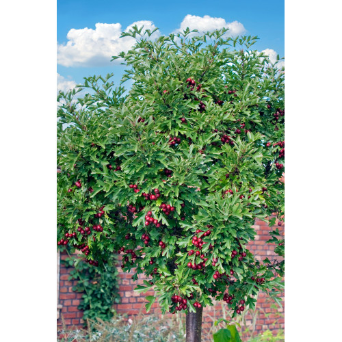 Crataegus monpgyna 'Compacta' 3-szczepiony