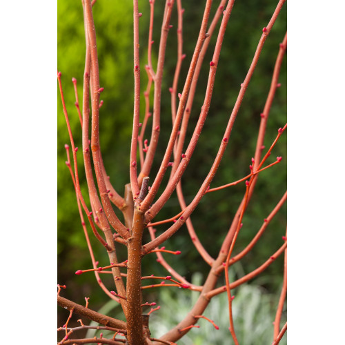 Tilia cordata 'Winter Orange'