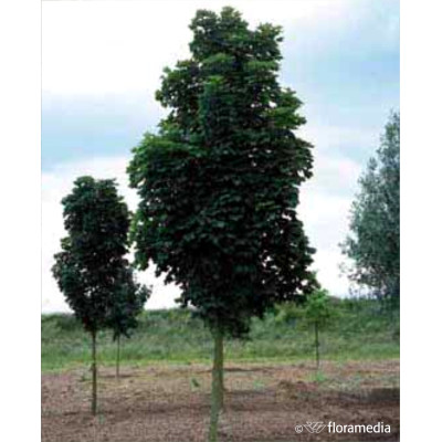 Acer platanoides 'Columnare'