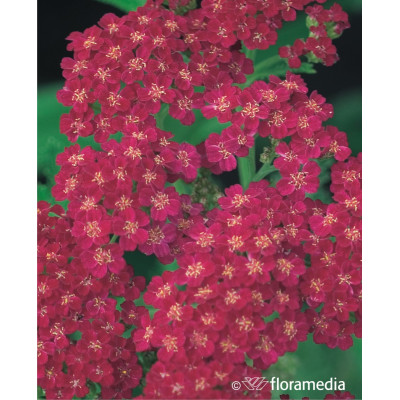 Achillea millefolium 'Red Velvet'
