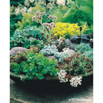 Sedum hybridum "Sunsparkle Plum Dazzled"