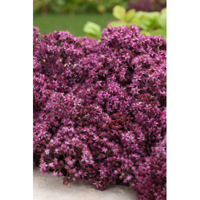 Sedum hybridum "Sunsparkle Plum Dazzled"