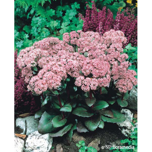 Sedum Hybriden 'Matrona '