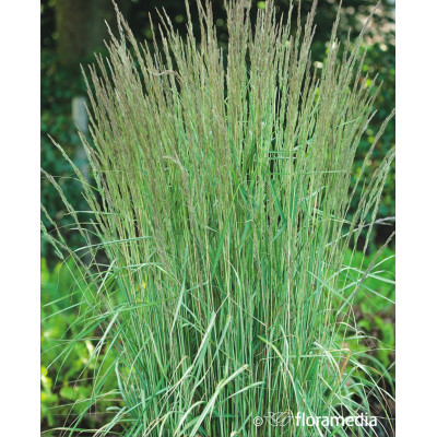 Calamagrostis x acutiflora 'Overdam'