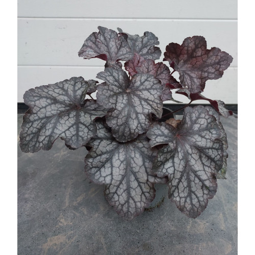 Heuchera ' Carnival Plum Crazy'