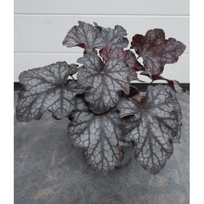 Heuchera ' Carnival Plum Crazy'