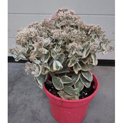Sedum telephium 'La Vie en Rose'