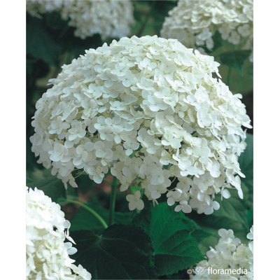 Hydrangea arborescens 'Bounty'