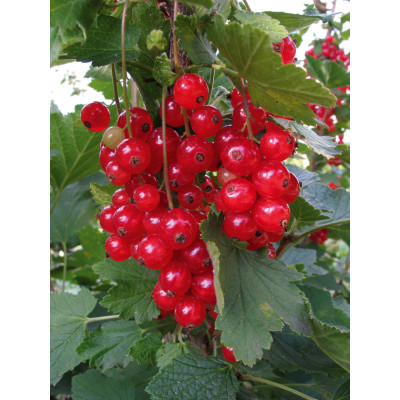 Ribes rubrum 'Vitan' 