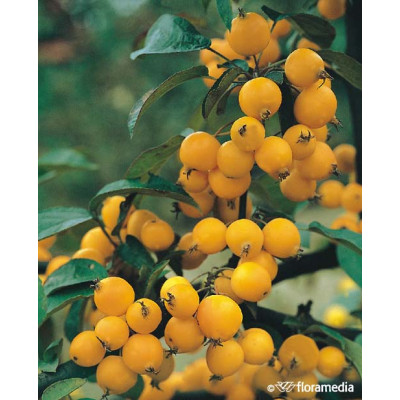 Malus 'Golden Hornet'