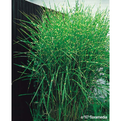 Miscanthus sinensis "Little Zebra"